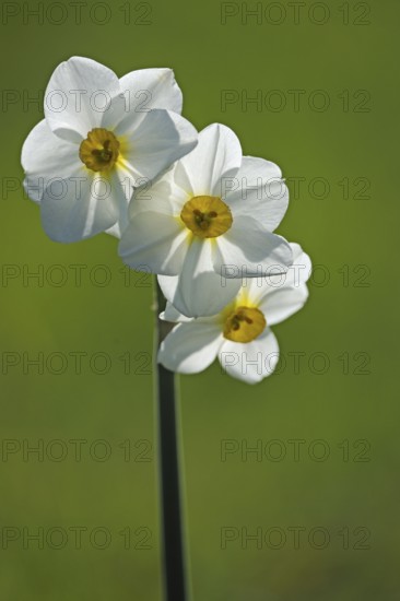 Daffodil (Narcissus)