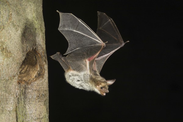 Greater Mouse-eared Bat (Myotis myotis), flying out of tree hole, Germany, Europe