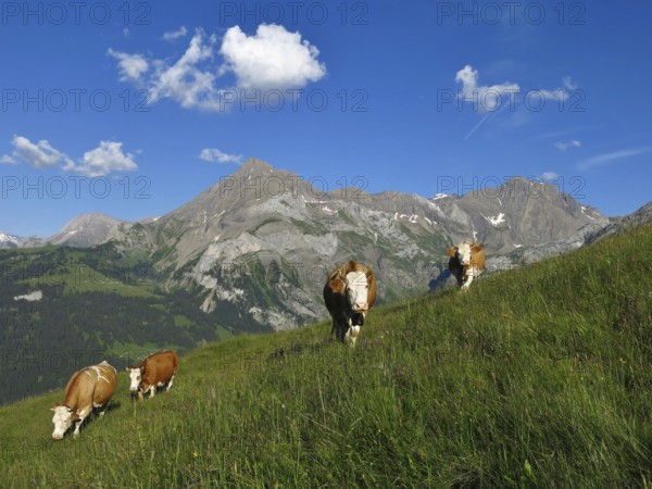 Grazing cows and mountains in the Swiss Alps