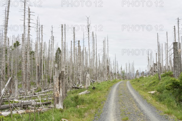 Dead spruce trees on a hiking trail from Ilsenburg to the summit of the Brocken in the Harz