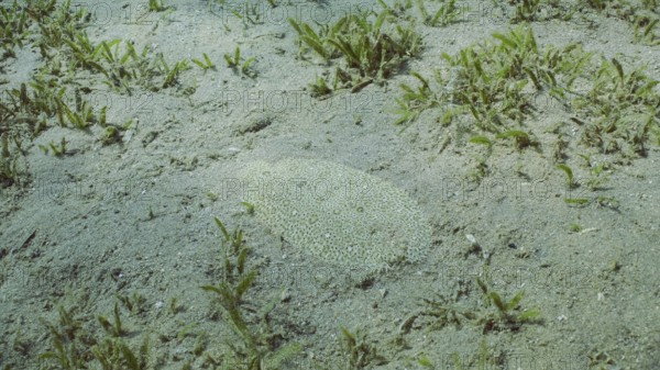 Flatfish is covered with sand on sandy bottom in bright sunny day in sunshine. Close-up of Leopard