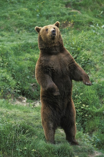 Brown Bear (ursus arctos), Adult standing on Hind Legs
