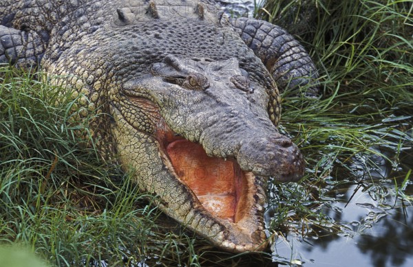 Australian Saltwater Crocodile (crocodylus porosus) or Estuarine Crocodile, Adult with Open Mouth
