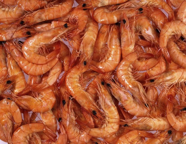 Prawns at Fishmonger's shop