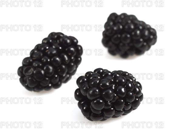 BLACKBERRIES (morus)AGAINST WHITE BACKGROUND