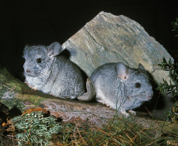 Chinchilla, chinchilla laniger, Adults