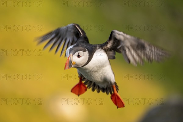 Puffin (Fratercula arctica) in flight, Bird Island Runde, Norway, Europe