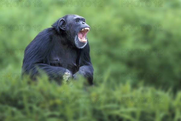 Chimpanzee (Pan troglodytes), calling, Schimpanse, rufend, Afrika, africa, animals, aussen,