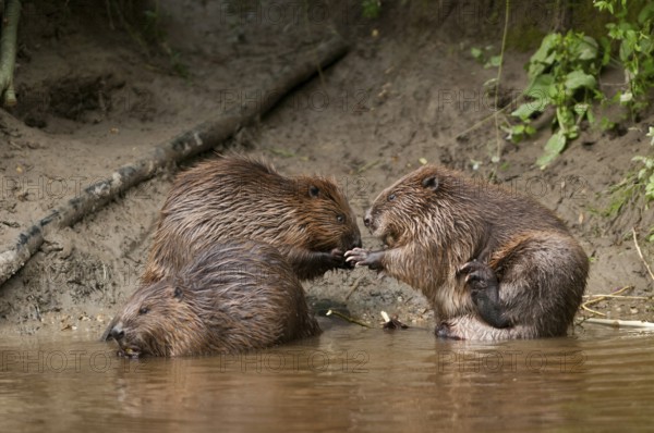 European beavers (Castor fiber), Rosenheim, Bavaria, Germany, Europe
