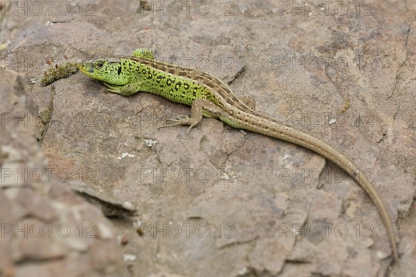 Sand lizard (Lacerta agilis) male, Rhineland-Palatinate, Germany, Europe