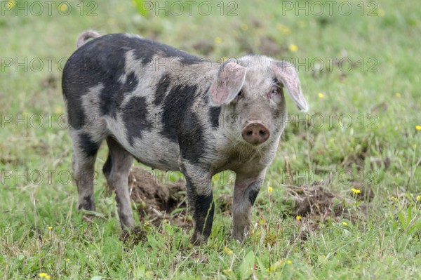 Variegated Bentheimer pig