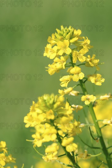 Yellow rocketcress (Barbarea vulgaris), Germany, Europe