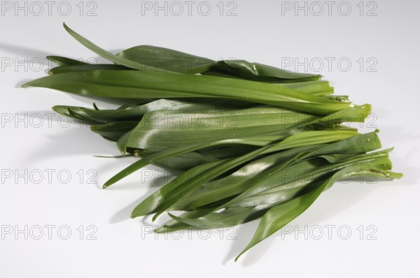 Colchium autumnale
