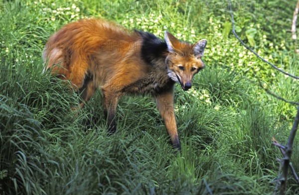 Maned Wolf (chrysocyon brachyurus), Adult on Grass
