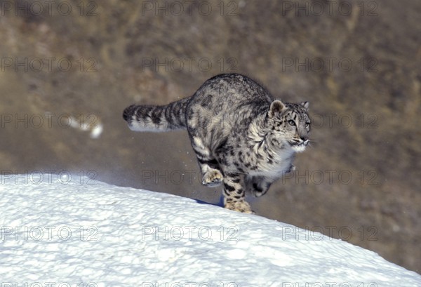 SNOW EOPARD OR OUNCE uncia uncia, adult RUNS ON SNOW