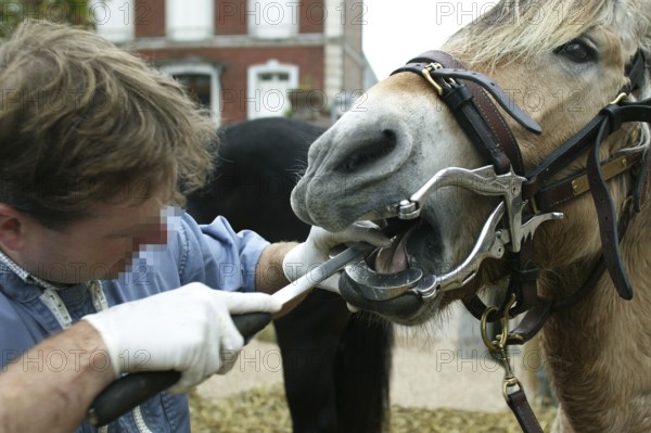 Horse dentist with a Norwegian Fjord horse