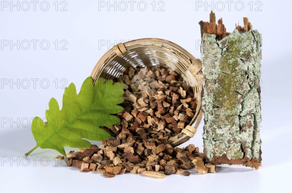 English oak (Quercus robur), bark, oak bark, bottle