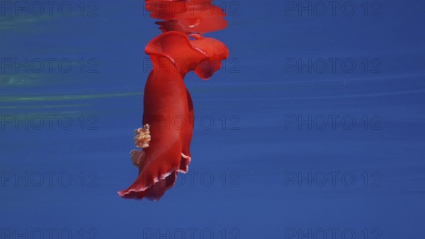 Red Sea Slug swims in blue sea reflected in water surface in sunrays. Spanish Dancer (Hexabranchus