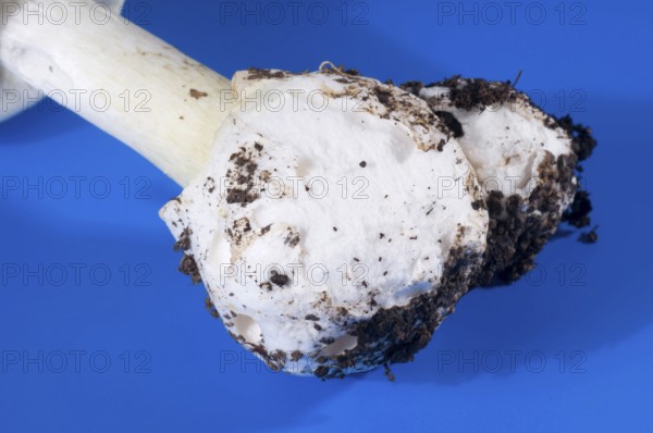 Amanita phalloides (Amanita phalloides), tuber leaf fungus