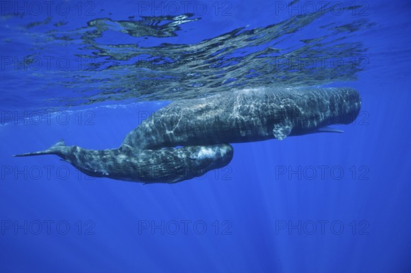 Sperm whales (Physeter macrocephalus), female with juvenile, Lesser Antilles, Leeward Islands,