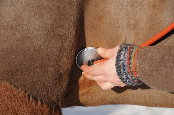 Domestic horse, auscultate heart, vet