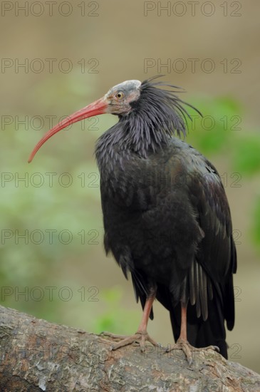 Northern bald ibis (Geronticus eremita)
