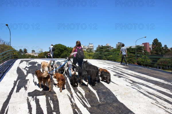 Dog sitter, Woman with many dogs, Beautiful Bridge No. 1, Pedestrian bridge over Libertador Avenue,