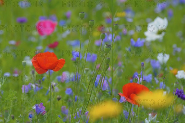 Corn poppy in meadow, flower mix, wild flowers