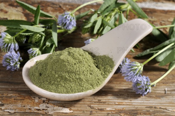 Trigonella caerulea (Trigonella caerulea), dried, dried, Zigonella, Zigainerkraut, Cheese Clover,