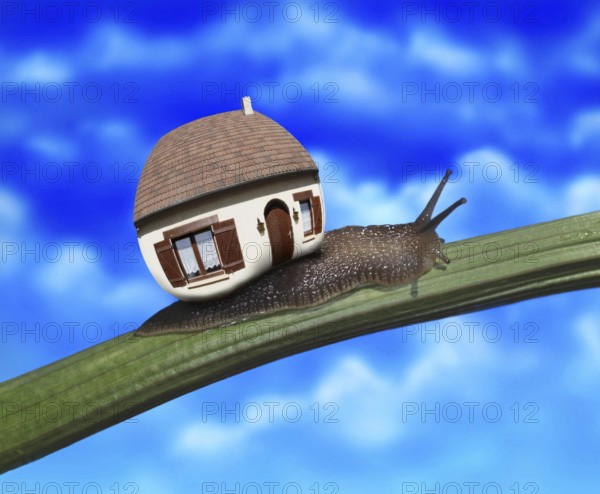 Snail carrying House on its Back