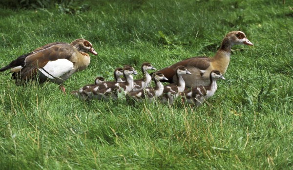 Egyptian Goose (alopochen aegyptiacus), Male with Female and Goslings
