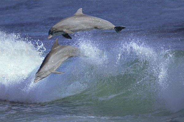Bottlenose Dolphin (tursiops truncatus), Pair Leaping in Waves, Honduras, Central America