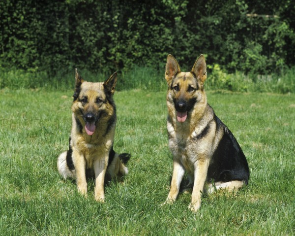 German Shepherd Dog, Adults sitting on Grass