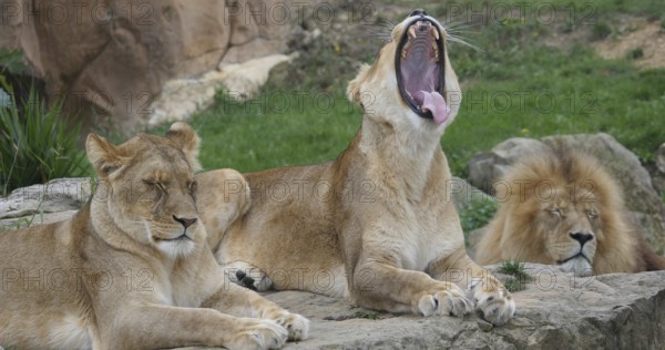 African Lion (panthera leo), Group resting, Female, with Open Mouth, Masai Mara Park in Kenya