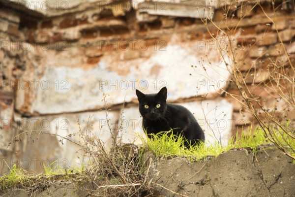 Another portrait of the homeless street cat