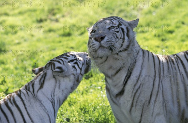 White tiger (panthera tigris), pair