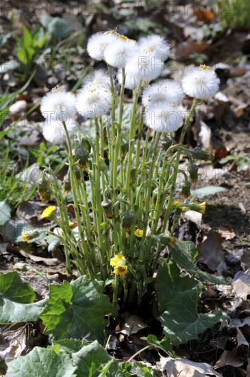 Coltsfoot (Tussilago farfara), seed head