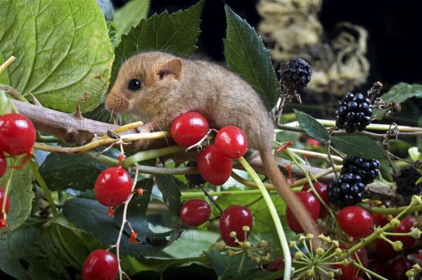 Common Dormouse (muscardinus avellanarius), standing on Branch with Berries, Normandy