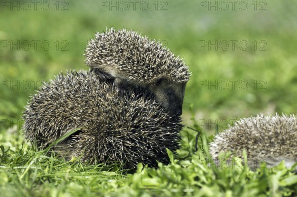 European Hedgehog (erinaceus europaeus), Female with Baby, Normandy in France