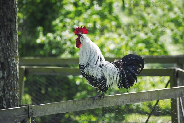 Domestic Chicken, Brakel or Braekel Rooster Crowing, a Belgian Breed