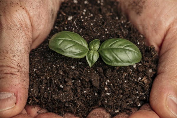 Close up male hands holding soil growing plant