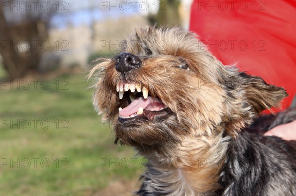 Yorkshire Terrier bares its teeth