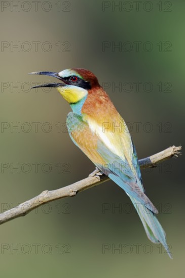 European bee eater (Merops apiaster), Greece, Europe