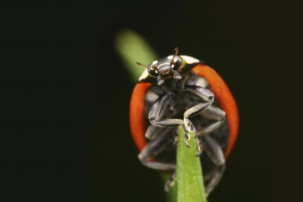 Seven-spott ladybird (Coccinella septempunctata) climbing a leaf stem, ventral view