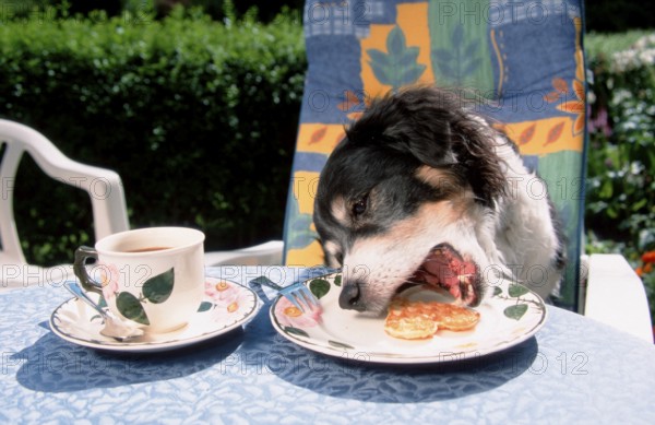 Mixed breed dog stealing waffle from plate, stealing