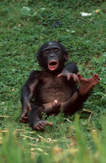 Young Bonobo, Pygmy Chimpanzee (Pan paniscus)