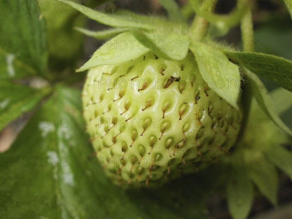 Green strawberry (Fragaria)