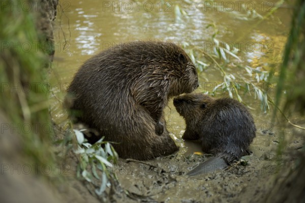 European beaver (Castor fiber) with young, Rosenheim, Bavaria, Germany, Europe