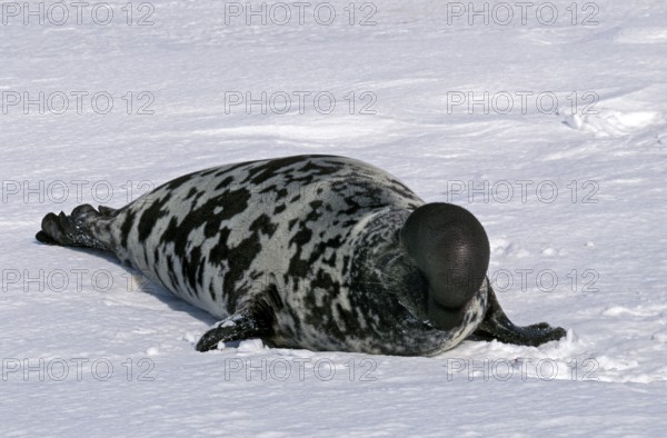 Hooded seal (Cystophora cristata), MALE ON ICE FIELD, MAGDALENA ISLAND IN CANADA