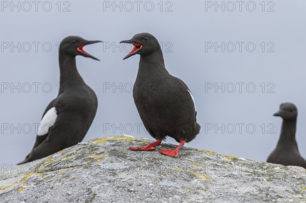 Common Guillemot, GB, Black guillemot (Cepphus grylle)